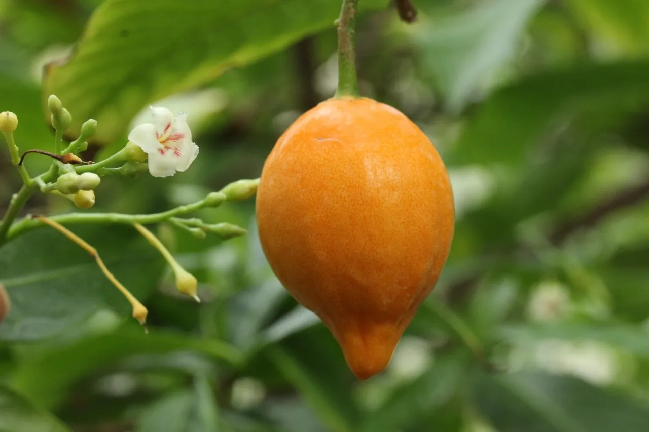 About Iboga and Ibogaine: Modern Medicine, Ancient Solutions