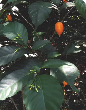 Differences of Iboga and Ibogaine
