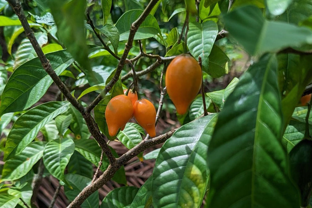 Understanding Ibogaine Treatment for Addiction Recovery: A Comprehensive Look at Bassé’s Approach