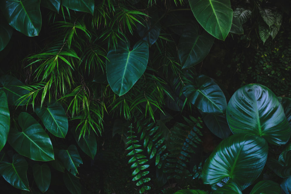 Ibogaine and the Importance of Personal Choice: Why Readiness Matters in Healing