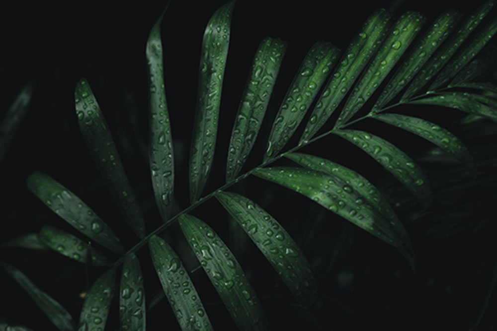 What is Ibogaine and How Does It Work?