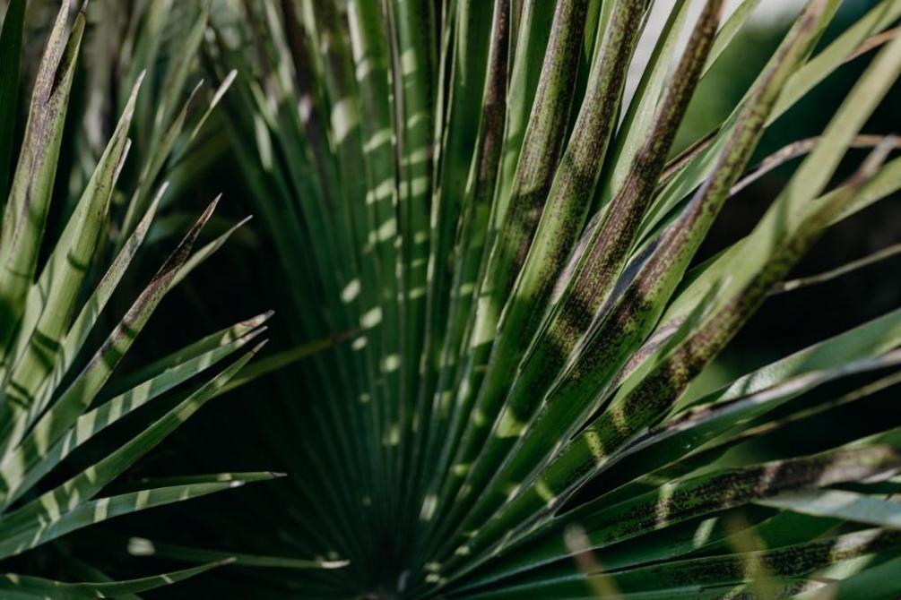 Healing from PTSD with Ibogaine