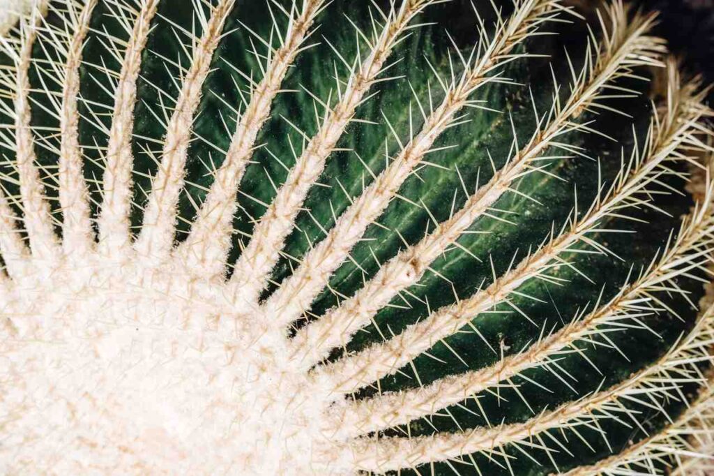 Healing Trauma with Ibogaine Treatment