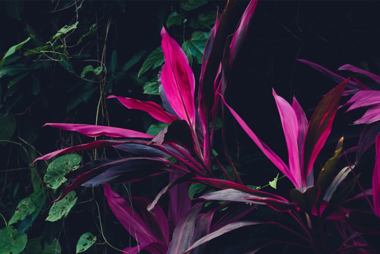 Therapeutic Approach Deep Healing Transformation