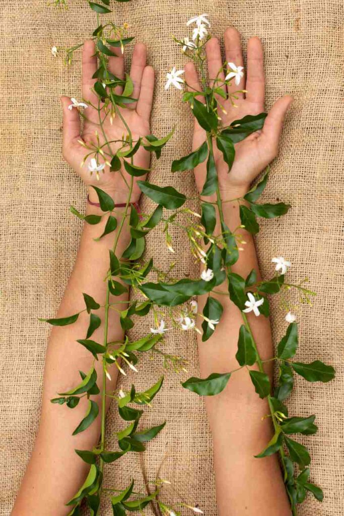 Ibogaine vs Traditional Rehab